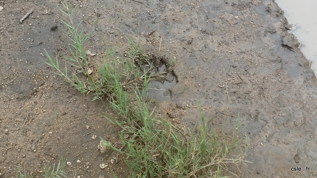 trace de félin – safari à pied sabi sand