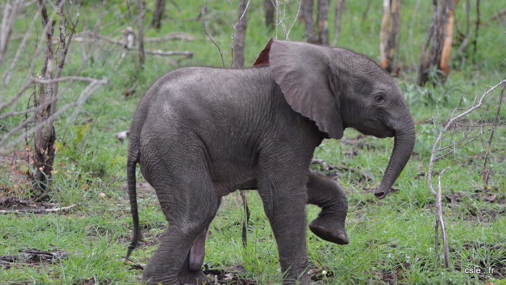 elephant – safari Afrique du Sud (4)