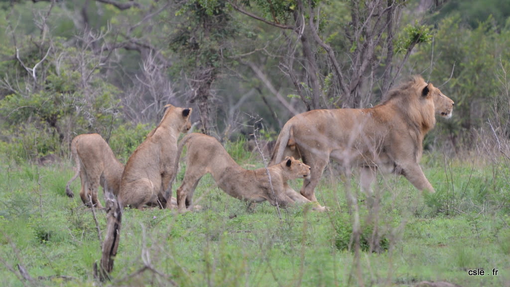 lion et lionnes – safari en afrique du sud (6)