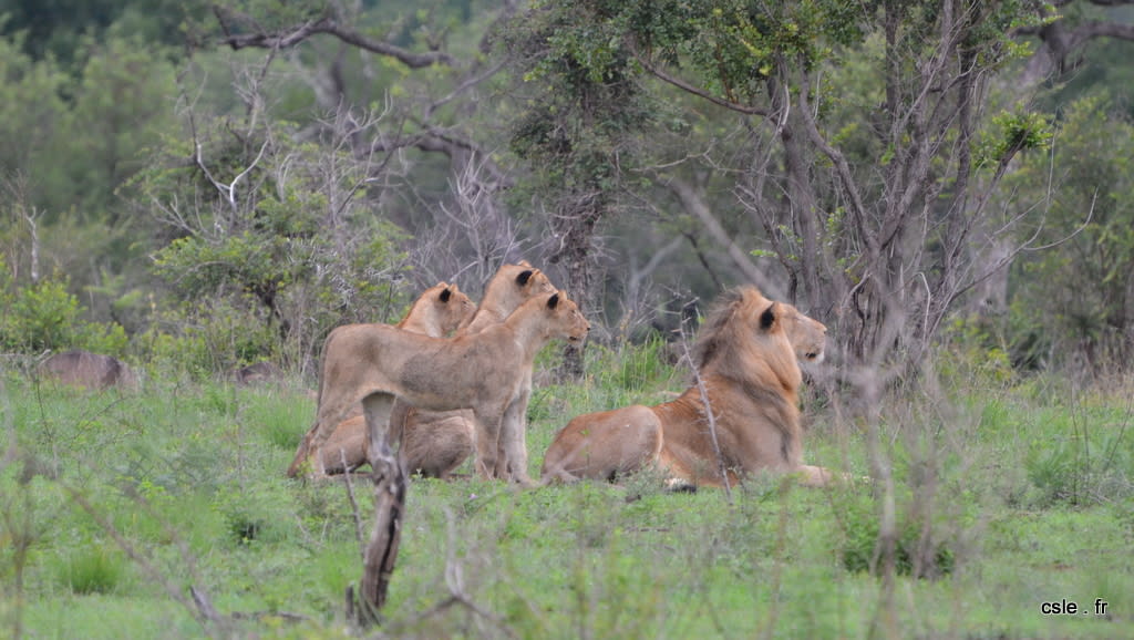 lion et lionnes – safari en afrique du sud (5)