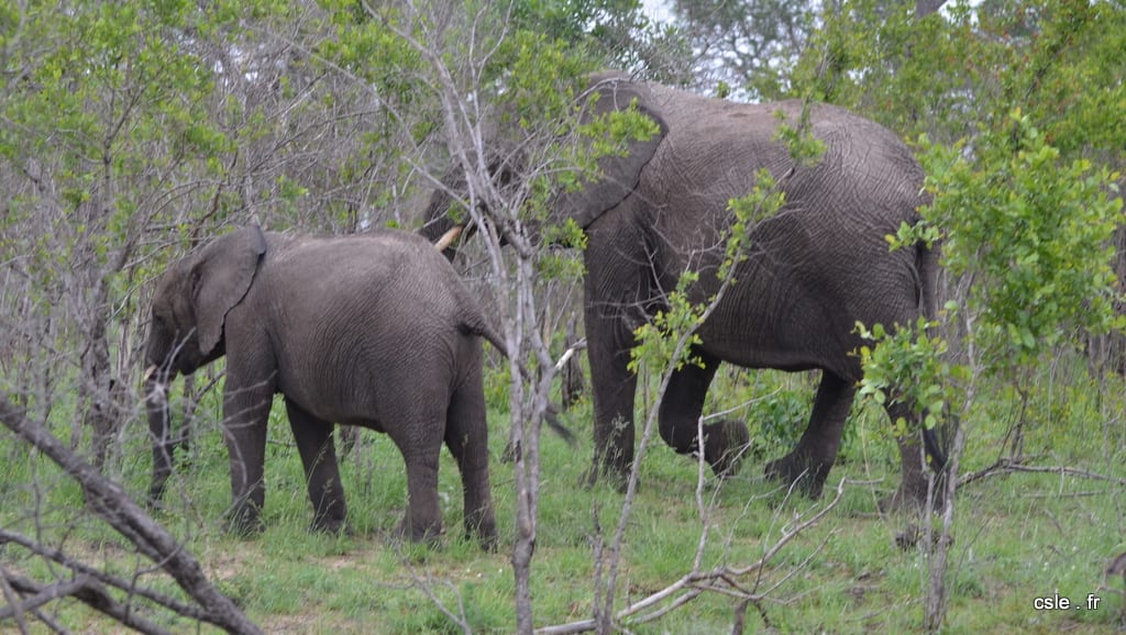 elephant – safari Afrique du Sud (2)