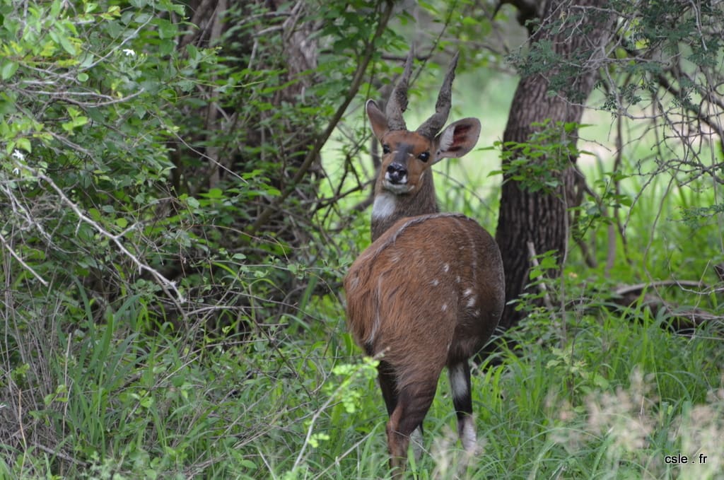 safari à pied sabi sand