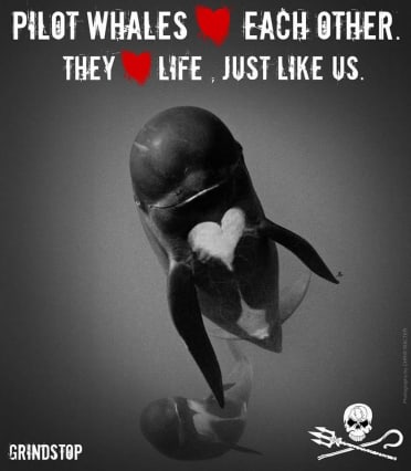 Stop Grind aux iles feroe - Sea Shepherd