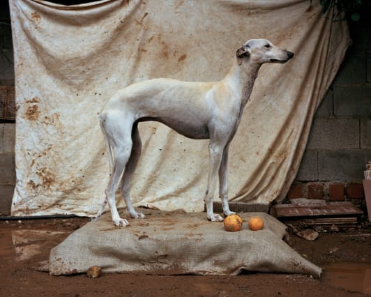 Galgo 2, Martin Usborne, 2015