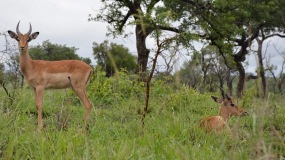 troupeaux d'impalas