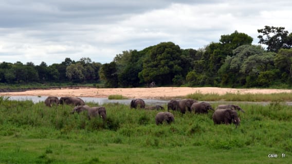 elephant pres du lodge - sabi sand - safari afrique du sud