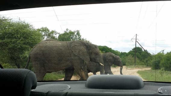 fin du safari sabi sand afrique du sud