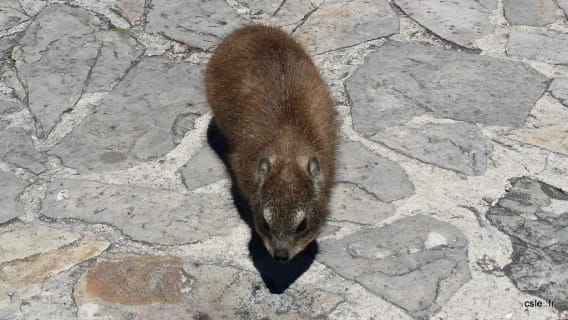 Daman des rochers Table Mountain