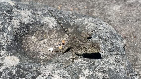 lézard Table Mountain