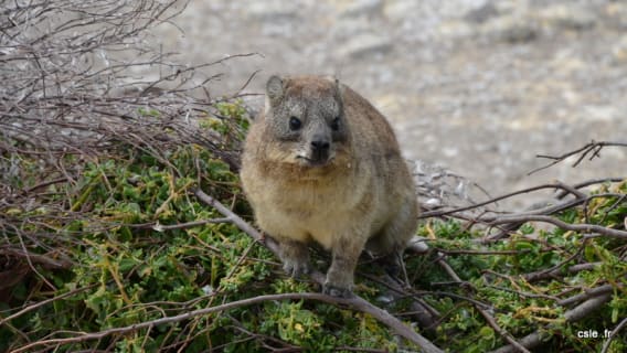 Daman des rochers Hermanus