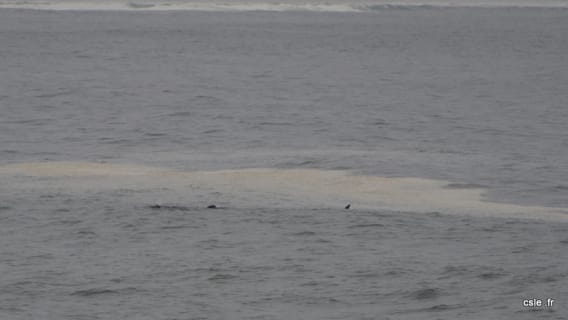baleine à Hermanus Afrique du Sud