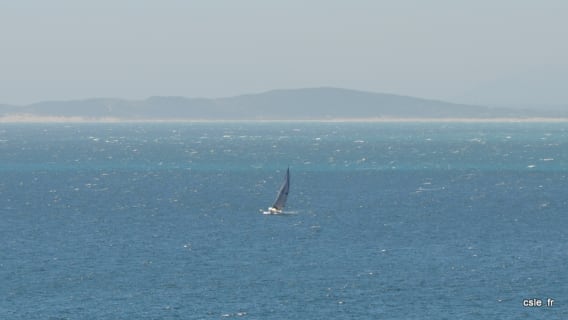 baleine à Hermanus