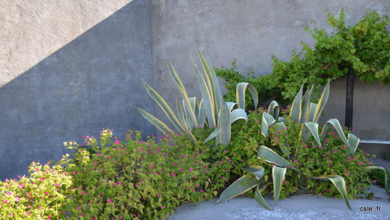 Jardin Robben Island