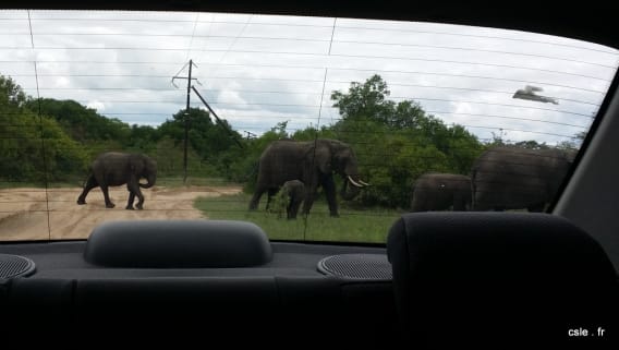 fin du safari afrique du sud réserve de sabi sand unkumbe lodge