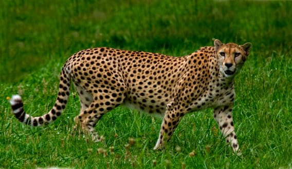 Guépard