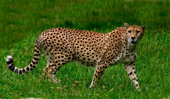 Guépard Guépard