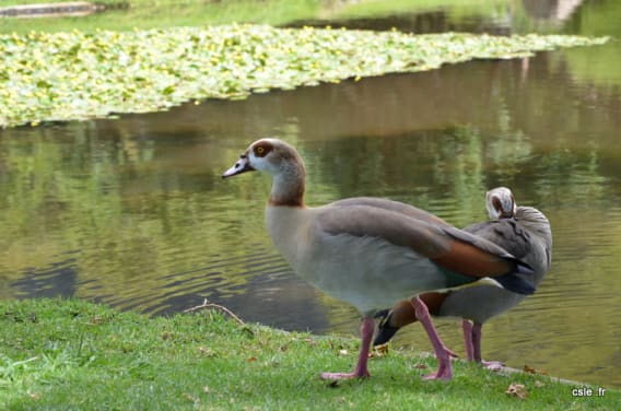 canard Kirstenbosch