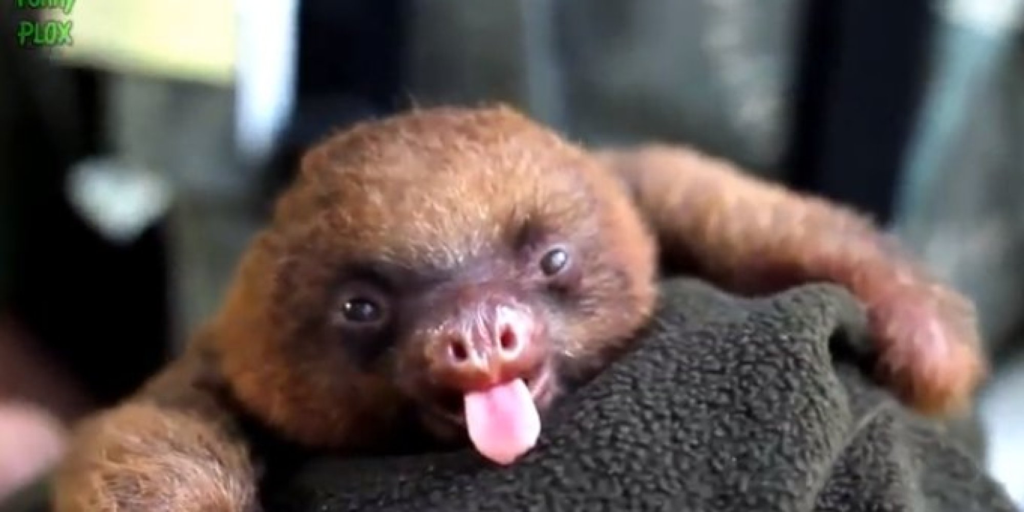 A brown baby sloth staring straight into the camera with a tongue sticking out.