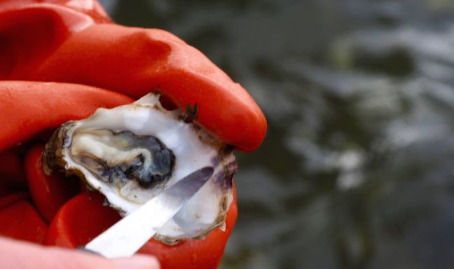 billede til På østerssafari i Nordjylland