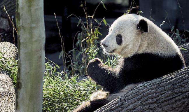 billede til Besøg Skandinaviens nye pandaer i Københavns Zoo