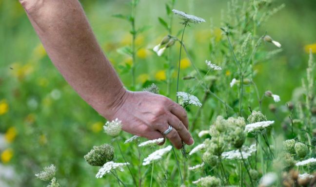 billede til Forår i maven: saml vilde råvarer som en mesterkok