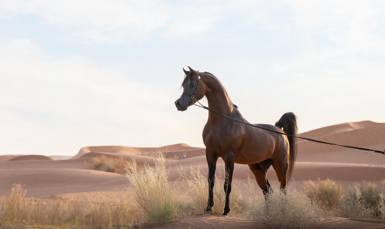 خدمات الخيول - مركز تحاسين