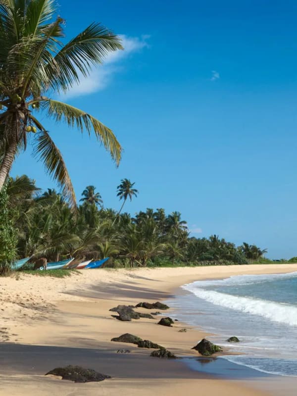 A palm-lined golden beach on the south coast of Sri Lanka
