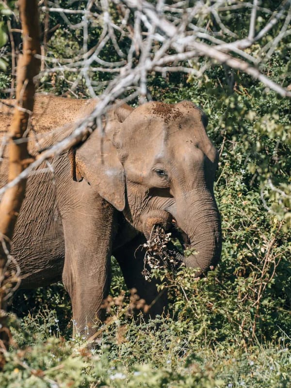 A wild elephant on a game drive in Udawalawe National Park