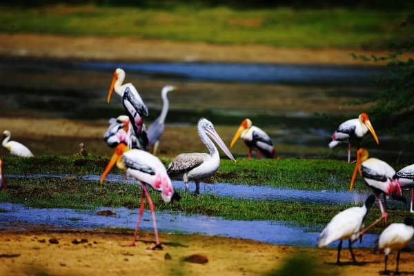 Birdlife at Kumana National Park