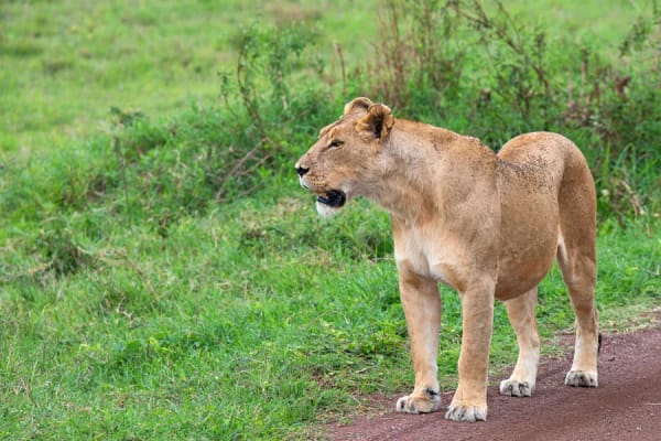 A leopard safari in Yala National Park