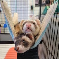 Avatar for comicbookfan