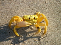 Avatar for CrabClawDrum
