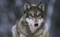 Avatar for HauntedWolf