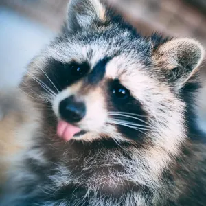 Image for Trazik_art