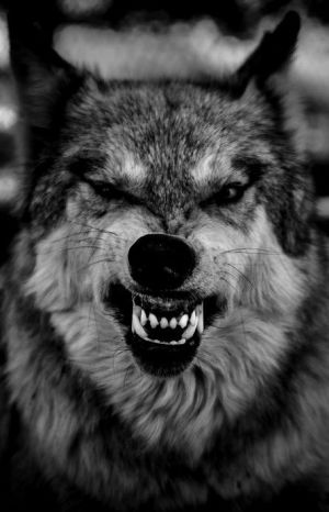 Image for elricwolfie