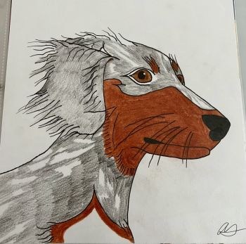 Image of Shelby