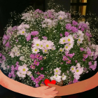 坂本 志乃美
