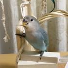 kiyo