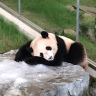 加藤 清子