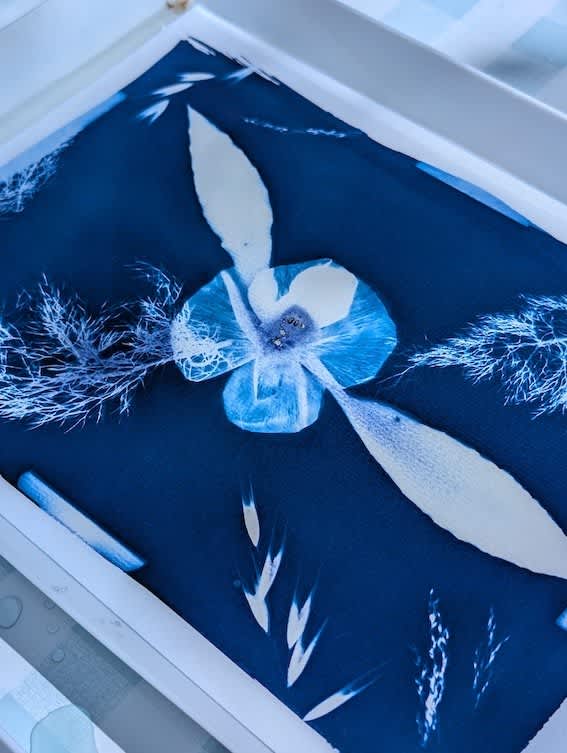 Sunprints (cianotípia + passejada + pícnic)