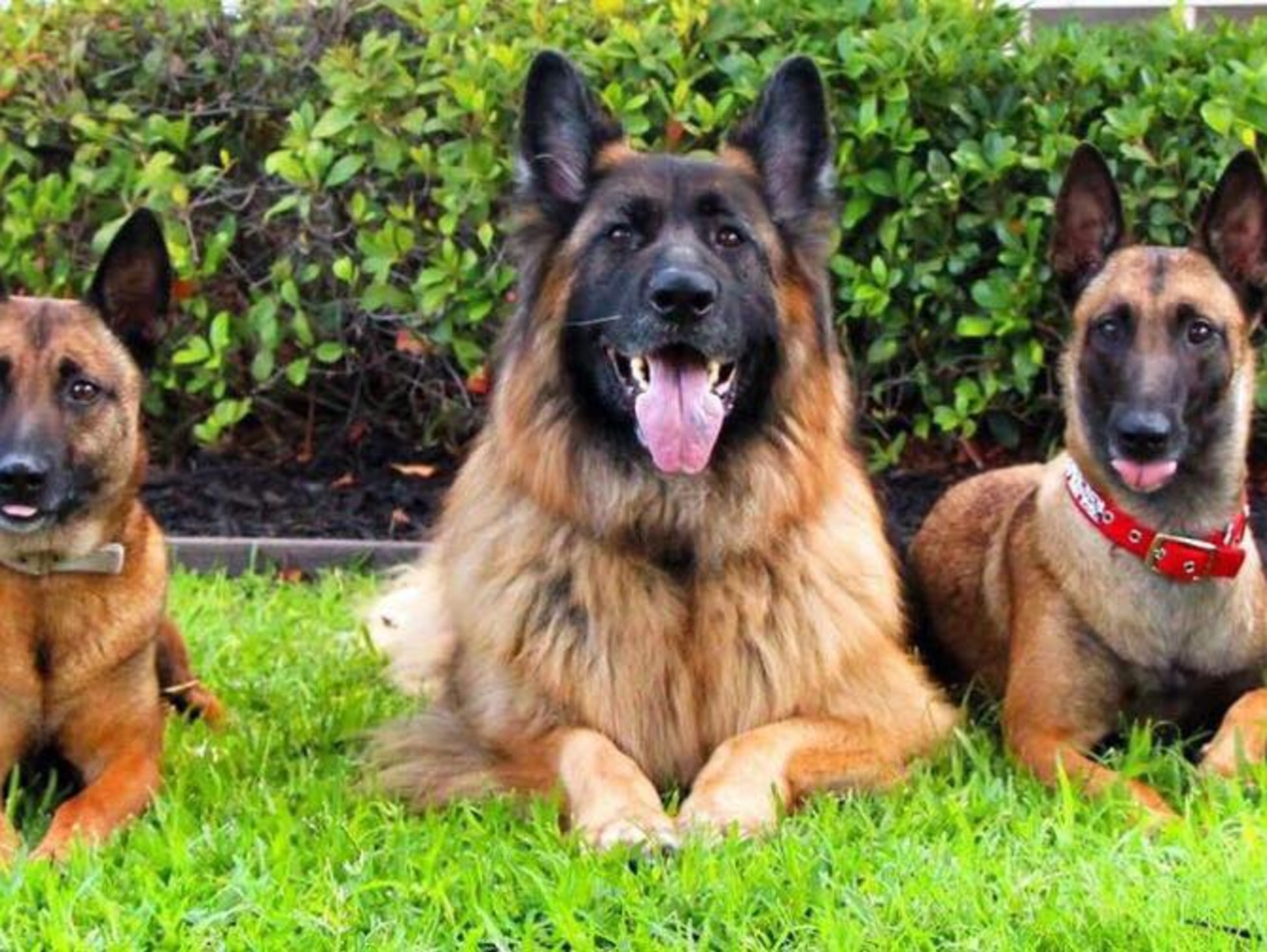 K9s4cops Culturemap Houston K9s4cops Culturemap Houston