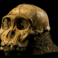 Origins: Fossils from the Cradle of Humankind