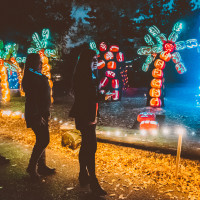 Pumpkin Nights