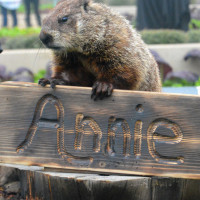 Groundhog Day Celebration