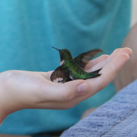 Xtreme Hummingbird Xtravaganza