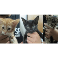 Kittens