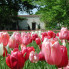 : Dallas Arboretum presents Dallas Blooms: “America the Beautiful”
