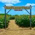 Chantal Rice: Mesmerizing 10-acre sunflower field blossoms in favorite Texas tourist destination