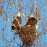 Teresa Gubbins: Dallas' bald eagles lose home when nest crashes to ground in gusty winds