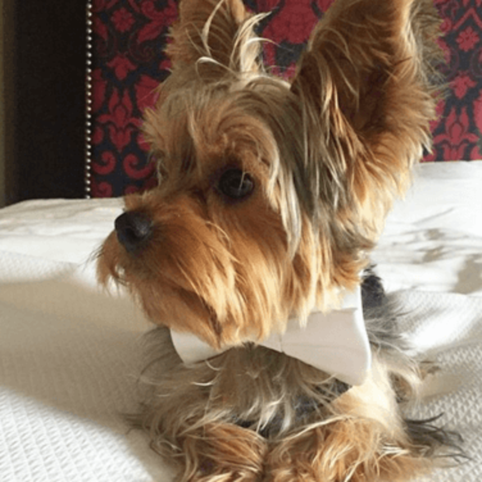 The 10 best Texas hotels for a petfriendly vacation CultureMap San